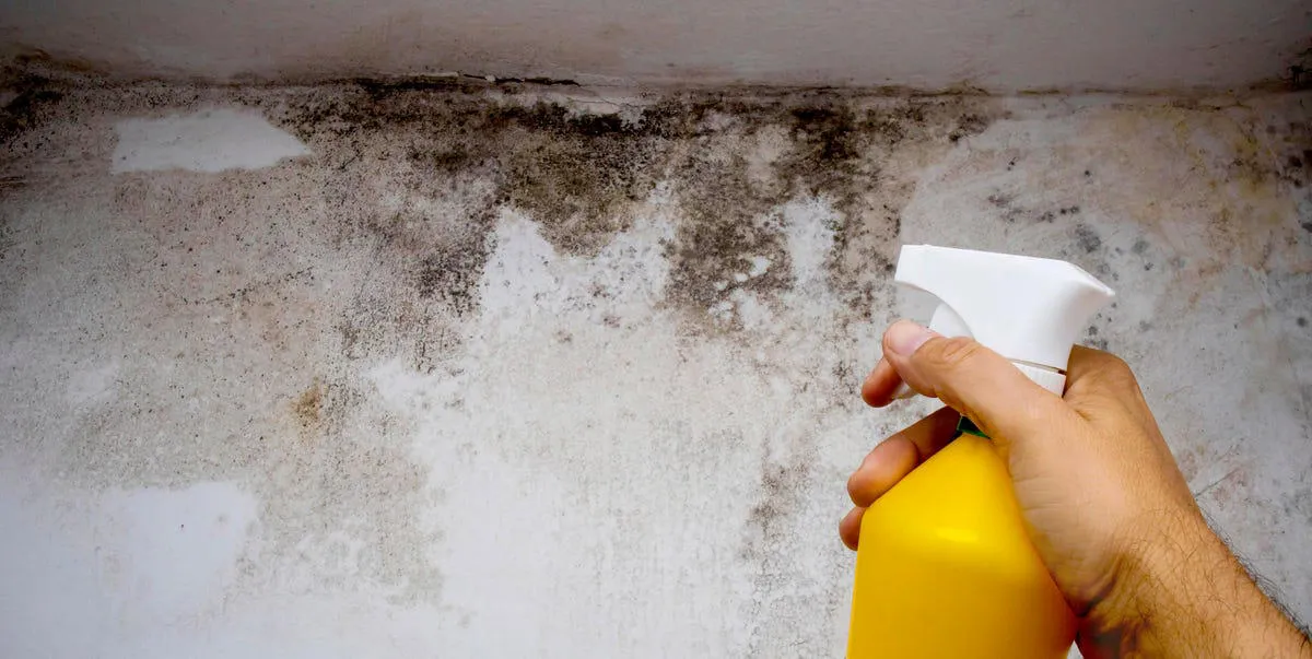 Mold & Mildew Treatment / Priming